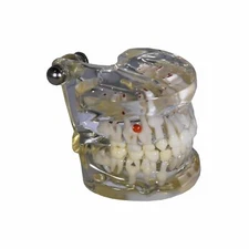 Redland  Dental Demonstration Teeth Educational Model FDA