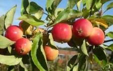 25+ Jelly King Crabapple Seeds for Garden Planting - USA - FREE SHIPPING!
