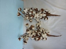 Two Bunches Of Natural Dried Cotton Stems - 18 Inch Real Cotton Blossom