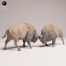 American Bison Fight Resin 3d printed Model R...