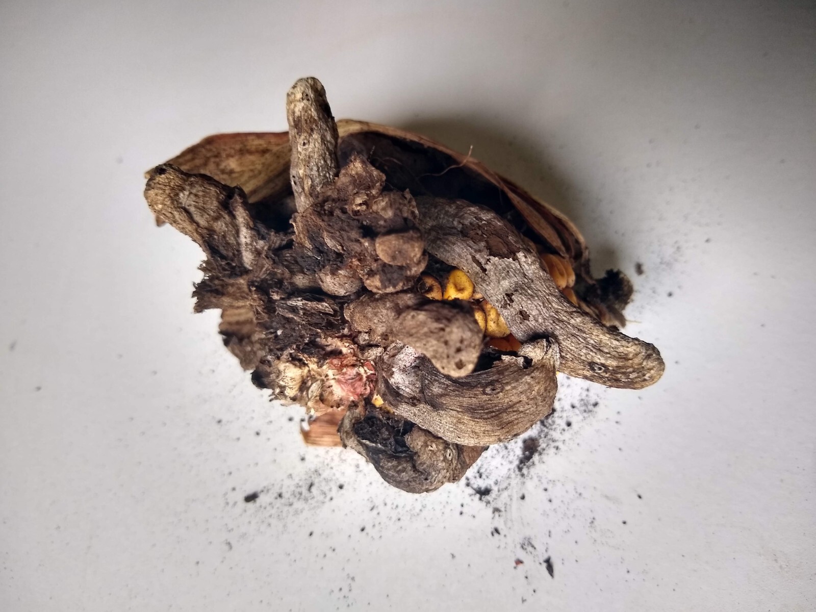 Huitlacoche Spores ~ Corn Fungus ~ (Ustilago maydis) ~ Corn Mushroom