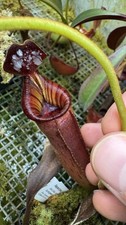 Nepenthes lowii x ( Veitchii x burbidgeae)