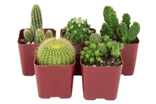 5 Pack Mini Cactus Varieties Included For Indoor Gardening Succulents