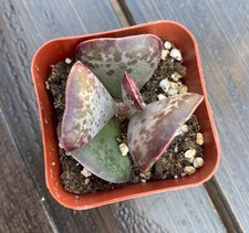 Adromischus Calico Hearts Echeveria Live Succulents Plant 2” Fully Rooted