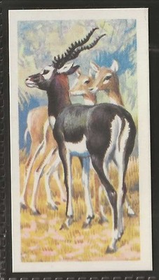 BROOKE BOND (TEE) - (RHODESIAN) ASIAN WILD LIFE 1963 - #33 - BLACKBUCK
