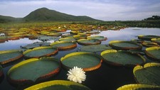 Landscape nature lake mountains water lilies plants Custom Gaming Mat Desk