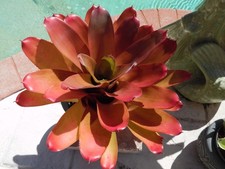 Neoregelia YELLOW DEVIL Bromeliad one tropical plant BIG 