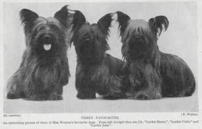 Skye Terrier ''Trio'' - 1934 Vintage Dog Art ''Photo'' Print - CUSTOM MATTED