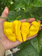 Big Yellow Mama Pepper Seeds 