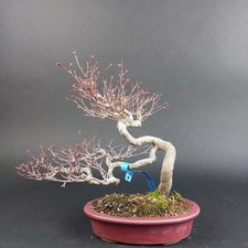 Bonsai - Fächerahorn, Acer Palmatum Yamamomiji