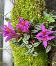 Dendrobium rupestre Holy Grail miniature orchid species iridescent leaves Bloom