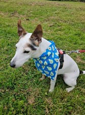 Bandana Scrunchie Fit para Perros Pequeños Accesorios para Mascotas Aguacate Perro Moda