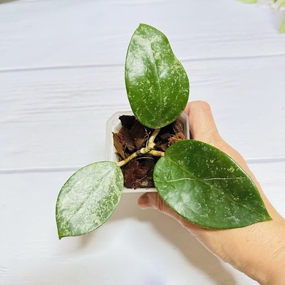 Hoya Parasitica Splash Fully Rooted Cuttings In Coco Husk Chip Great price!