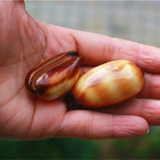 Cypraea Talpa Shell Conch Natural Sea Snail Fish Tank Aquarium Decor Crafts