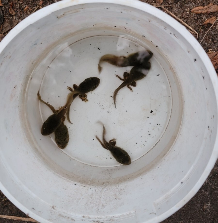 *9+ Bullfrog Froglet tadpoles 34" Inches With Legs live For Sale eBay