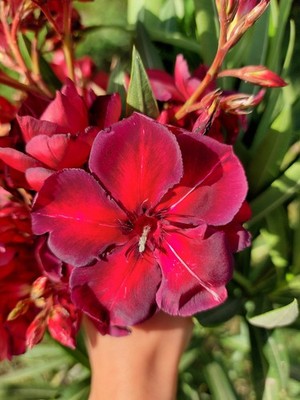 'Babi's Diamond' Oleander - rooted Plant in a pot VERY RARE!