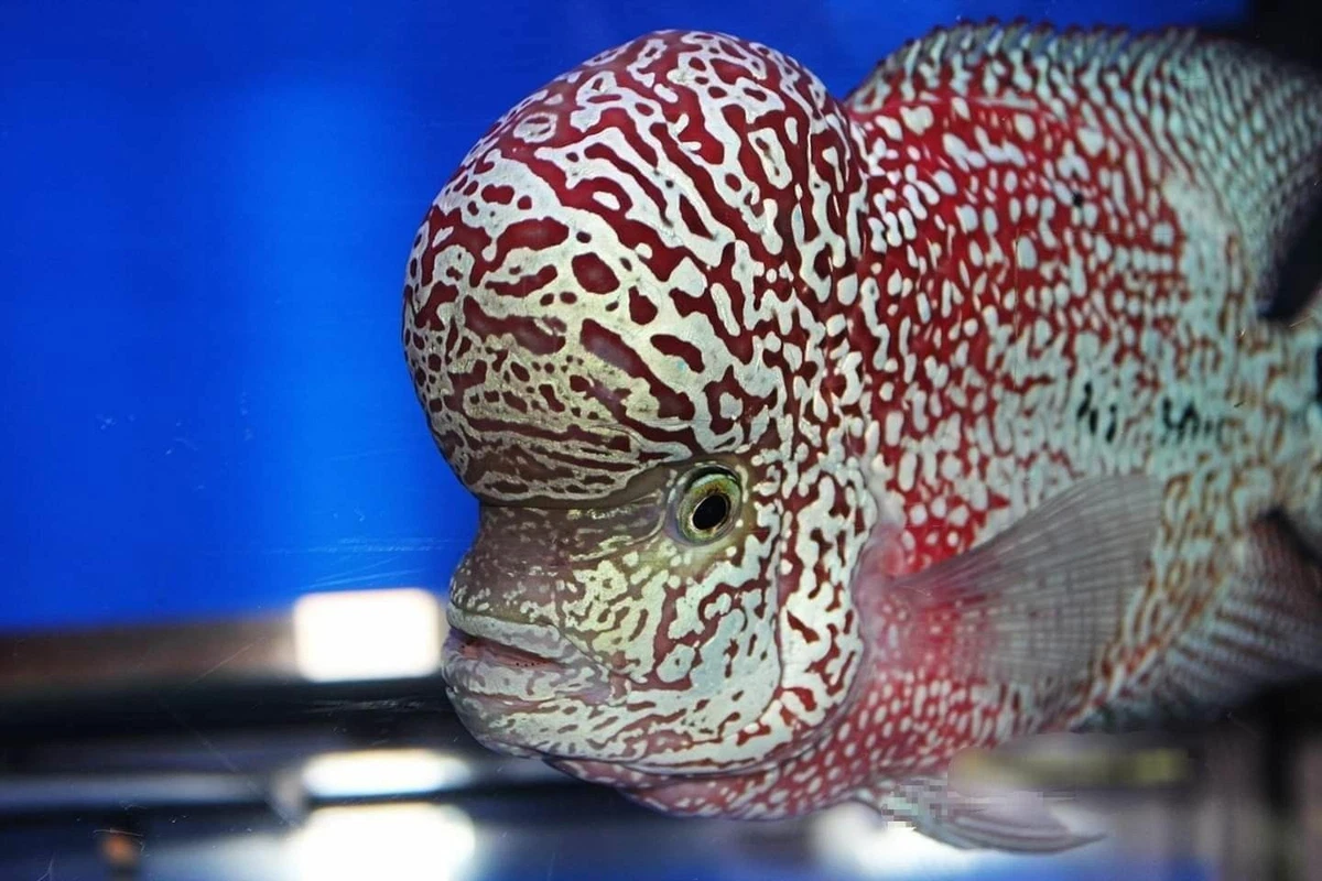 Flowerhorn top live food