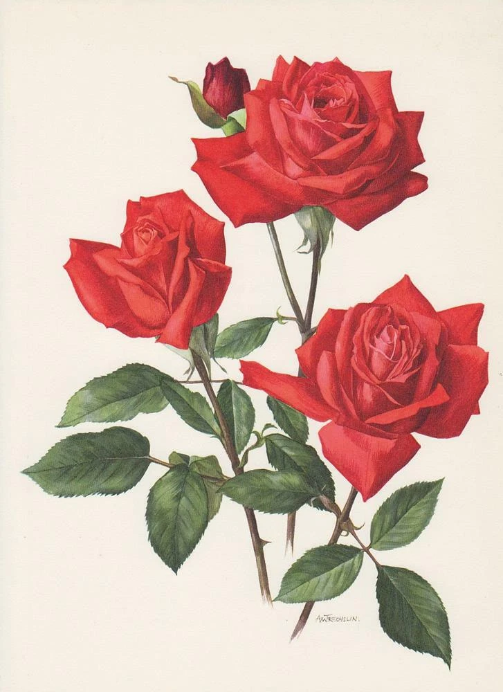 Rosa christian clearance dior