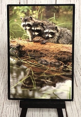 Three Baby Raccoons Atop Log Raccoon Postcard