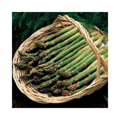 Asparagus Jersey Knight bareroot plants crown vegetable garden bare