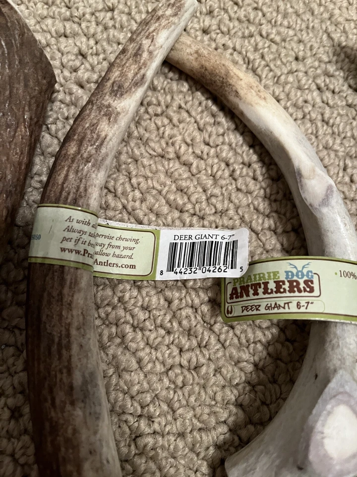 Prairie Dog Pet Products Elk Antler Treat, 6-7inch Deer Giant Bundle of 4, XL - Image 4 of 4