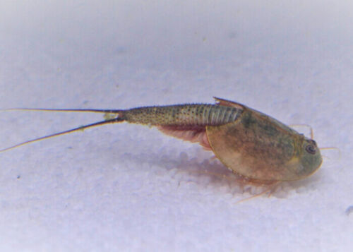 Triops Longicaudatus schwarzes Starterkit Ultra von Triops King - Bild 19 von 27