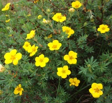 Hardy Bigflower Cinquefoil 'Potentilla Fissa' 30 Seeds! Comb. S/H See Our Store