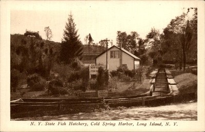 Cold Spring Harbor NY Fish Hatchery Long Island c1930s Vintage Postcard