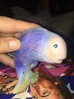 Blue Porcelain Fish — photo 6