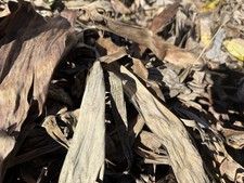 Naturally Dried Banana Leaves  300 Grams  No Chemicals  Free US Ship