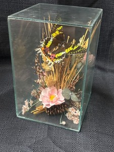 Vintage Taxidermy Butterflies In Box