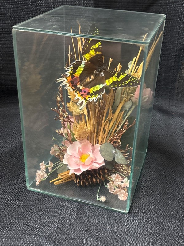 Vintage Taxidermy Butterflies In Box