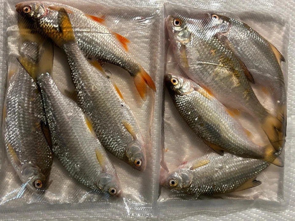 20-Köderfische Gefroren Rotaugen/Rotfedern Köfi 15-17cm (4er Packs) - Bild 2 von 3