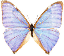 Light Blue Butterfly Sticker Decal