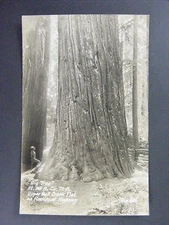 Big Tree Redwood Highway California CA Real Photo Postcard RPPC c1930-50