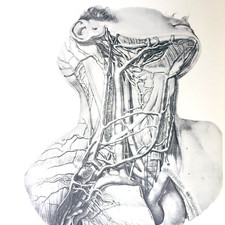 Surgical Approaches to the Neck Cervical Spin...