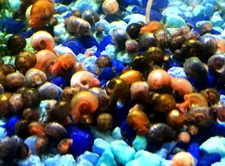 35+ SMALL Ramshorn Snails - Pea Puffer Feeder Special - Assorted Colors - LIVE