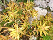 Sedum Adolphi 'FireStorm' 4"-6"  Fresh Healthy Rooted Live Succulent Plant +