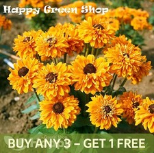 RUDBECKIA FLOWER GOLDILOCKS DWARF - 300 seeds - Rudbeckia hirta - Annual Flower