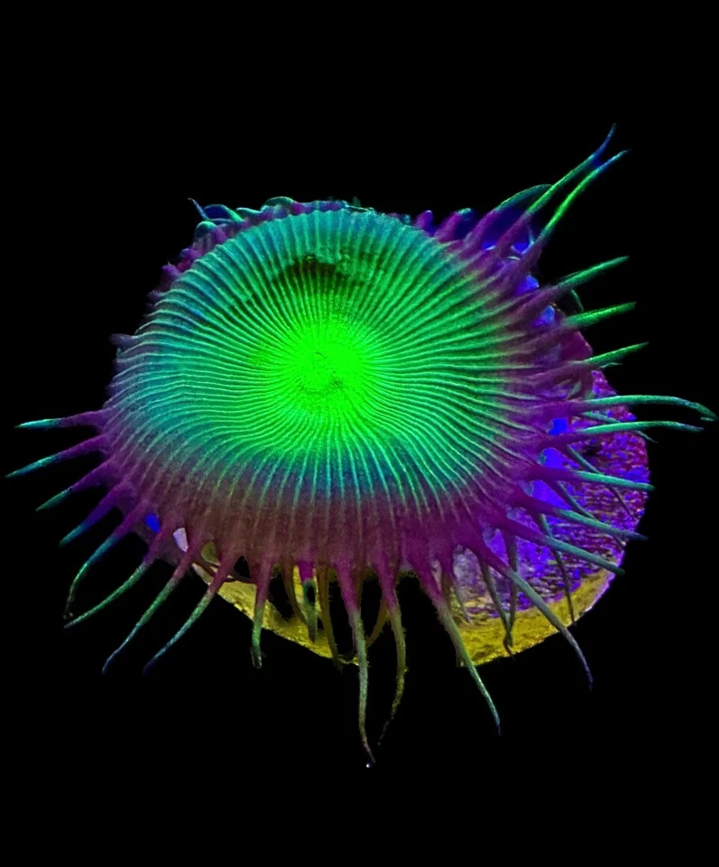 CORAL AQUA CULT Live Coral Paly Zoa Venus Fly Trap 2-3 Polyps