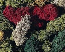 (140,50 EUR/kg) Faller 170730 - Island-Moos - 5 verschiedene Farben Buschwerk