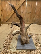 Large natural driftwood for aquarium/terrarium/arts and crafts