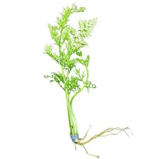Water Sprite Buy3Get1Free Live Aquatic Plants
