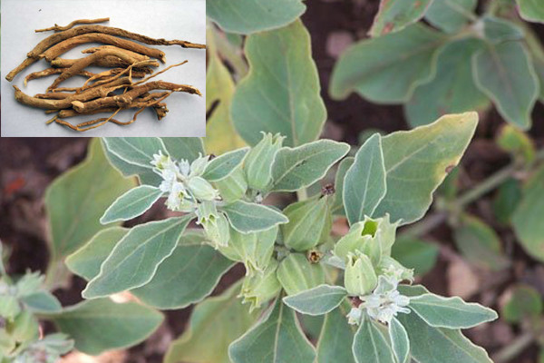 50 Ashwagandha Seeds -  Organic - Withania somnifera - Indian ginseng 
