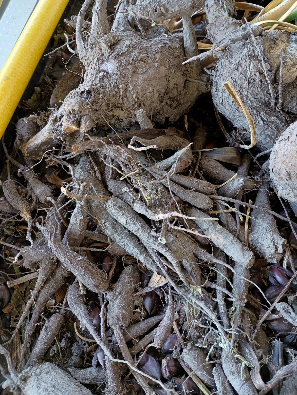 Four O'Clock Flower Mirabilis Jalapa Tubers (Bulbs)