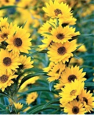 Maximilian Sunflower Seeds 100+ Seeds  NON-GMO BUY 4 GET FREE SHIPPING