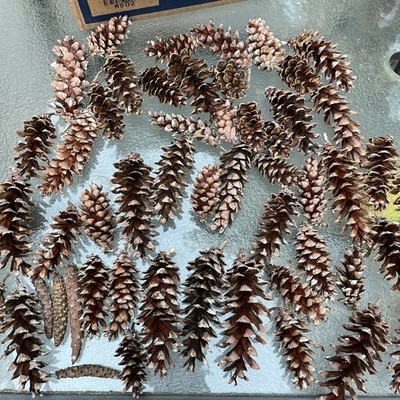Box Of 50 Eastern White Pine Cones For Crafts / Wreaths Decoration 3  To 6  Mix