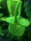VTG Large Fenton Satin Custard Ruffled edge Poppy Basket - Uranium GLOWS