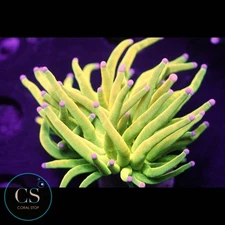 CS PINK TIP HOLY GRAIL TORCH - WYSIWYG LIVE CORAL