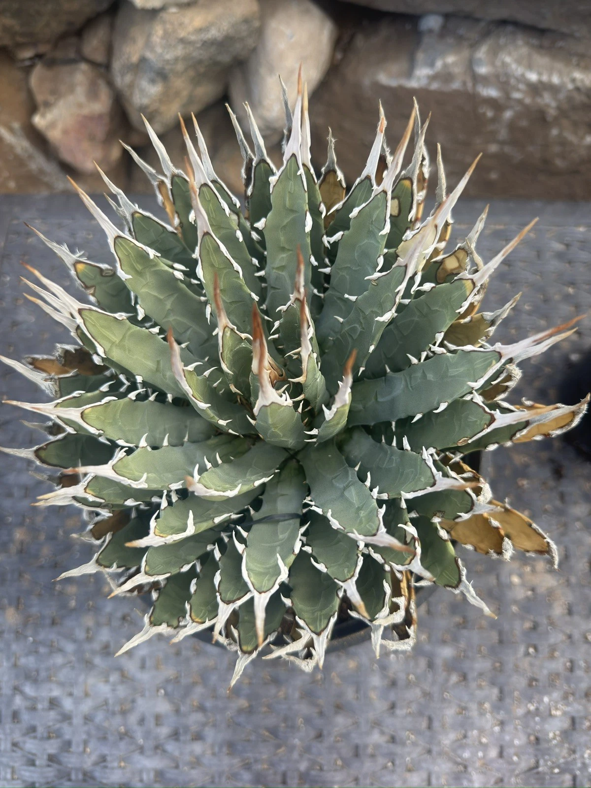 Agave Utahensis Eborispina Amazing thick white spine’s
Opens in a new window or tab